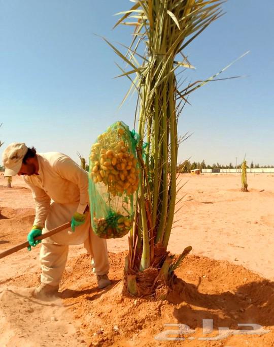 نخل مثمر جثايث نقايل اخلاص سكري برحي صقعي شيشي هلالي64509236301059114
