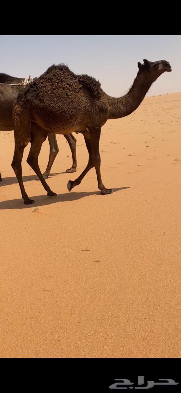 للبيع حواره بكره طيبه وفل شحم الموقع ضواحي رماح64506858198274111