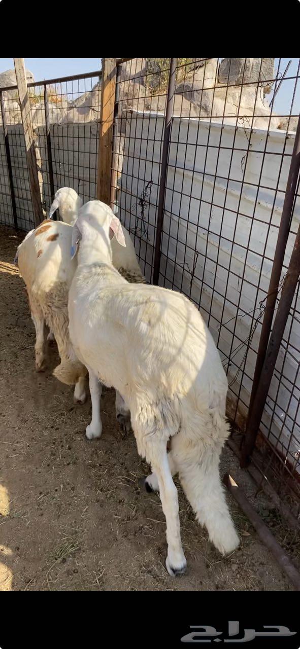 سواكن للبيع تربية عندي شحم64507682073090110