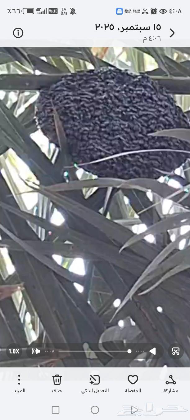 خليتين نحل حجم صغير للبيع64507081796611111