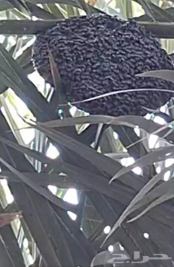 خليتين نحل حجم صغير للبيع64507081796611110