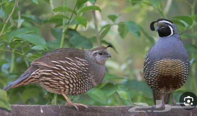 سمان كالفورنيا64505148756738111