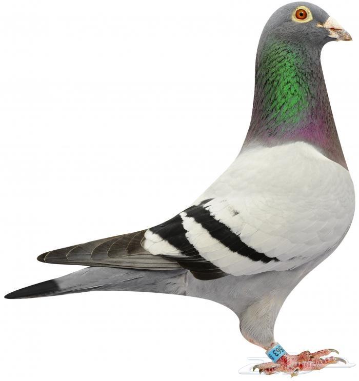 Racing Homing Pigeon64506927823747110