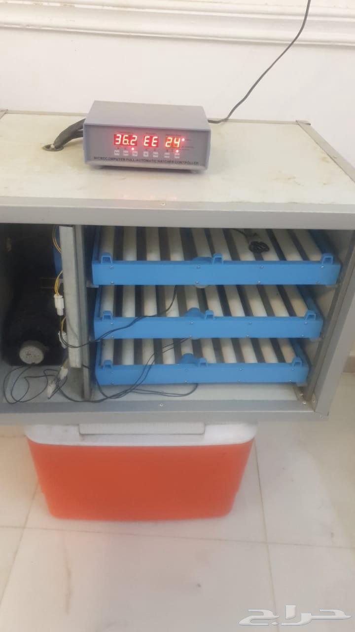 Incubator64510535426050111