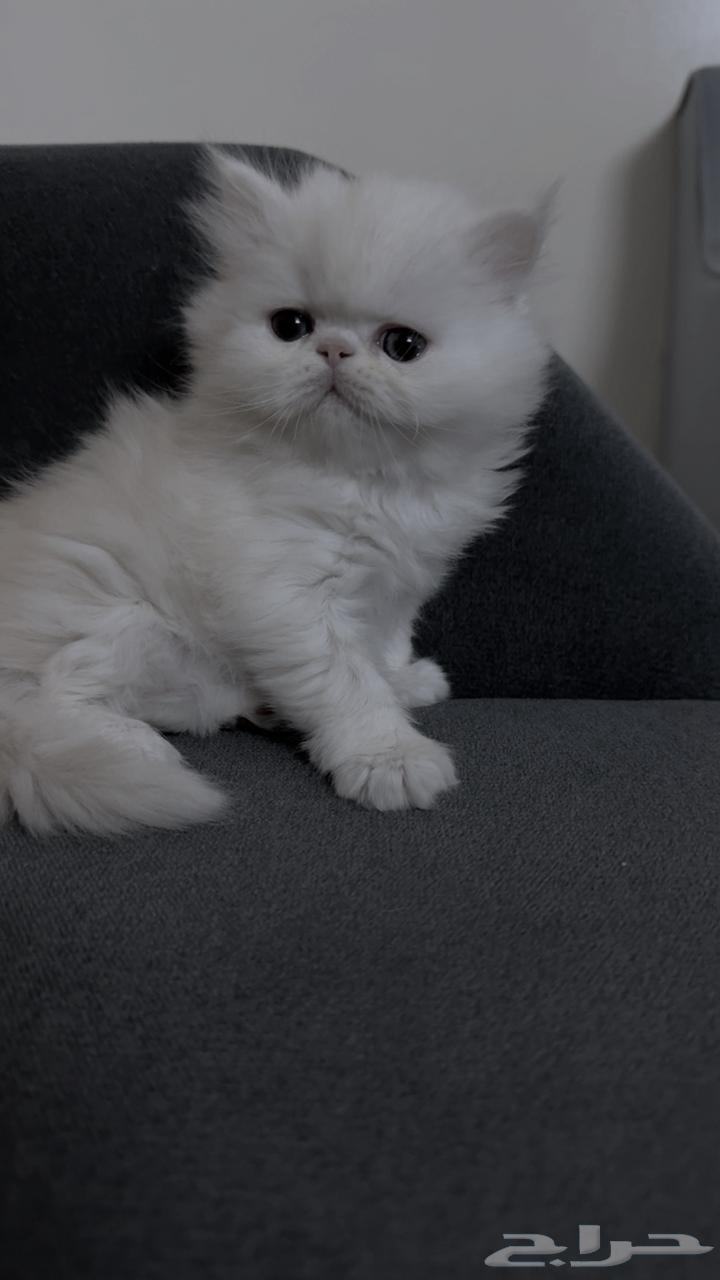 قط هيمالايا 3 شهور64508243375234110