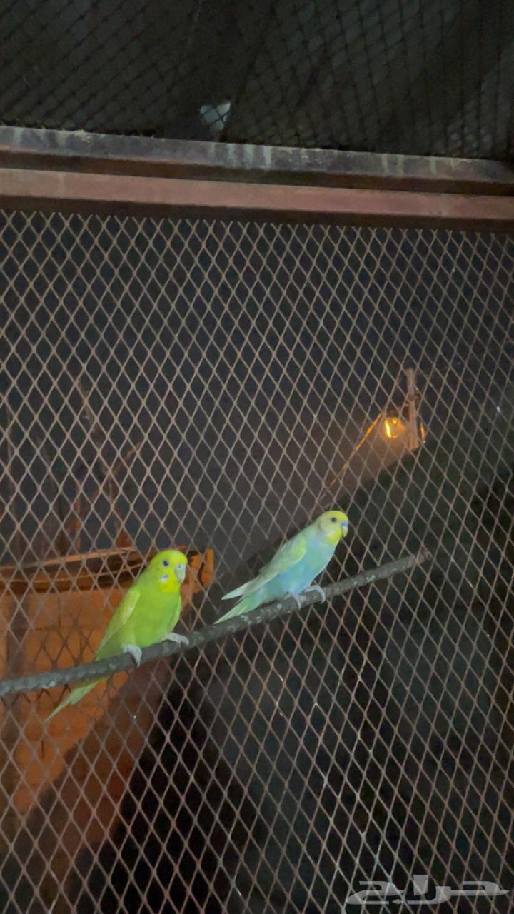 3 ازواج بادجي64509250727043112