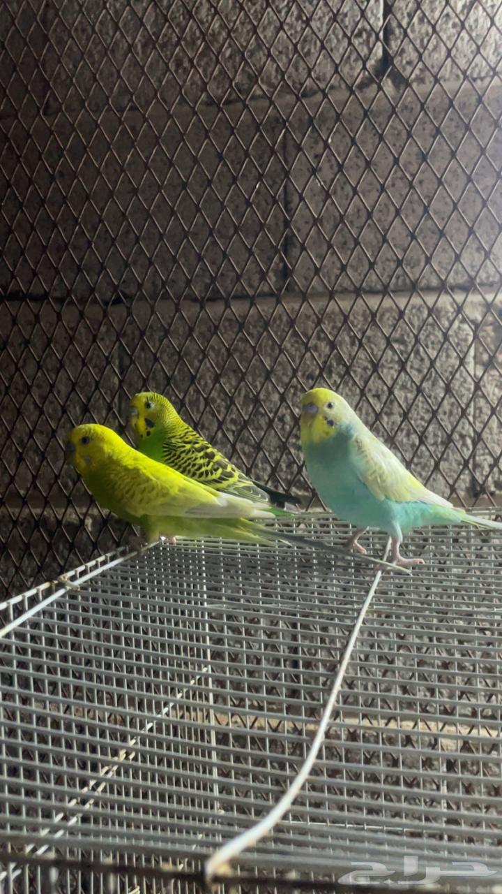 3 ازواج بادجي64509250727043111