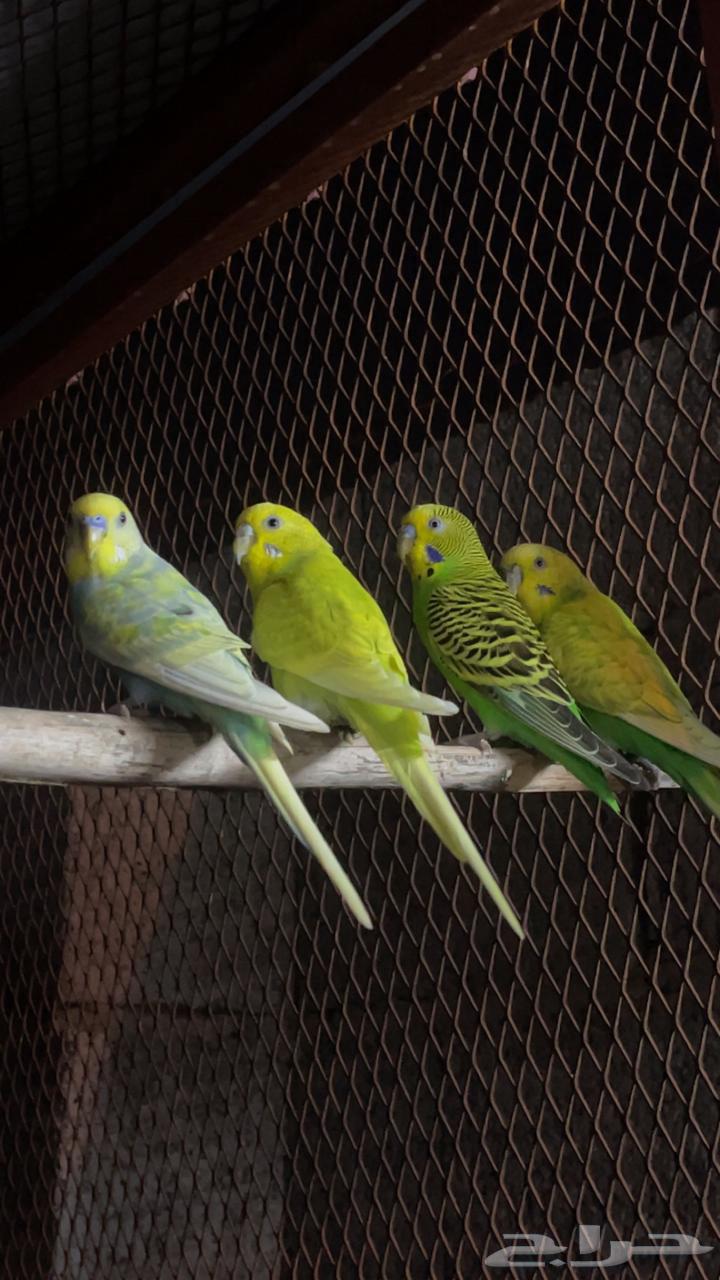 3 ازواج بادجي64509250727043110