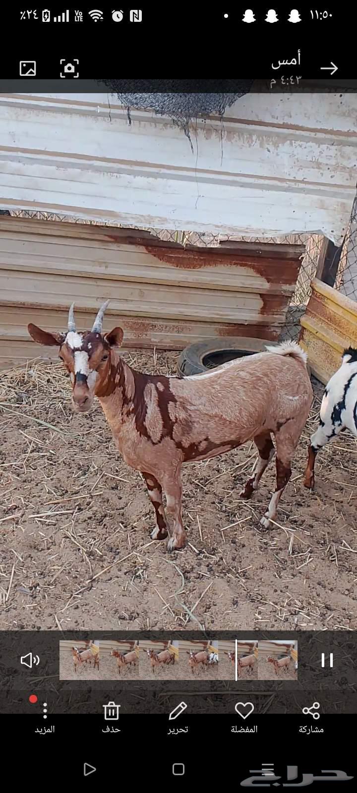 عنز عمانيه64505190097153112