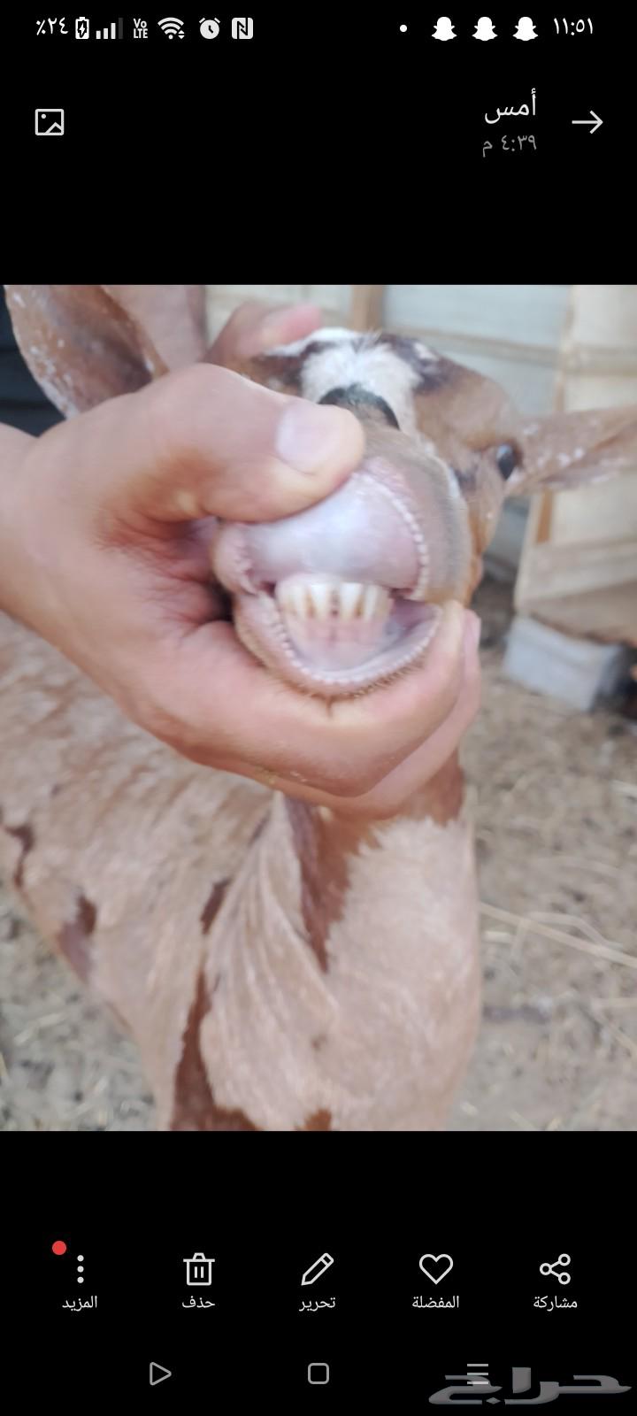 عنز عمانيه64505190097153113