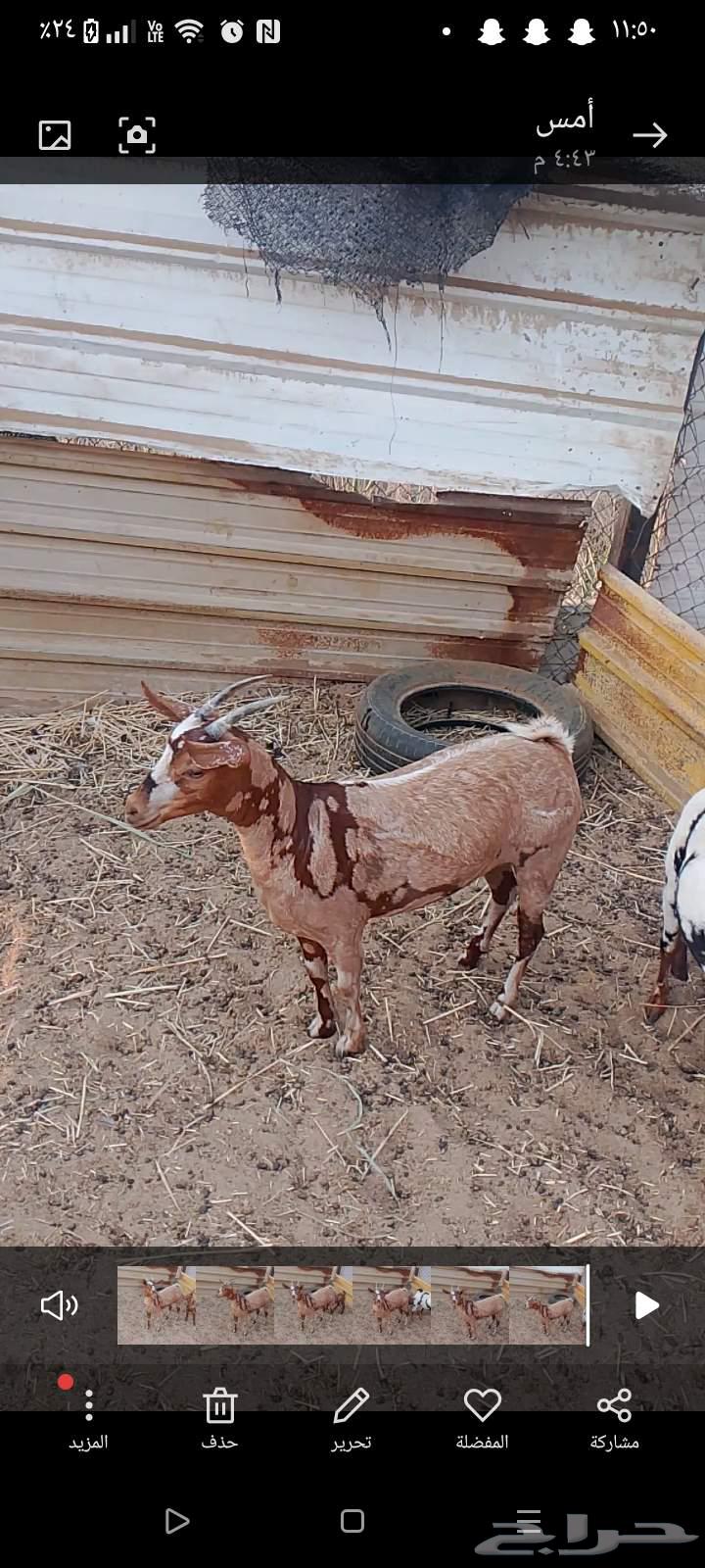 عنز عمانيه64505190097153110