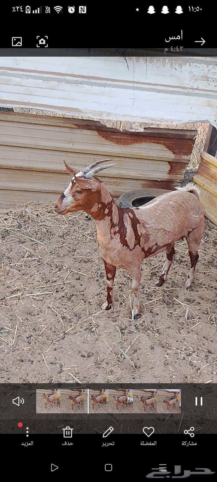 عنز عمانيه64505190097153111