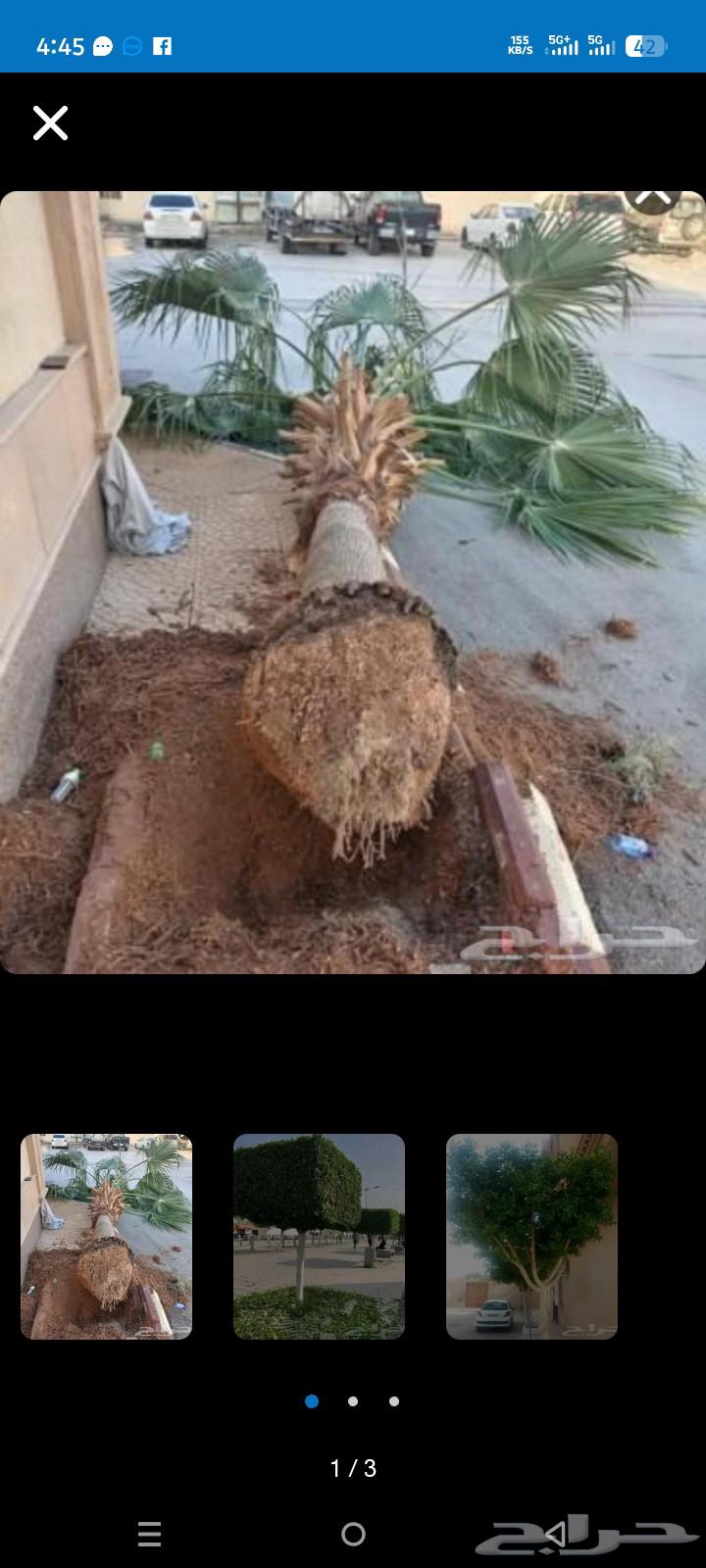 اعمال اليومية قص شجرة أعمال أي شغل جده64412009089410112