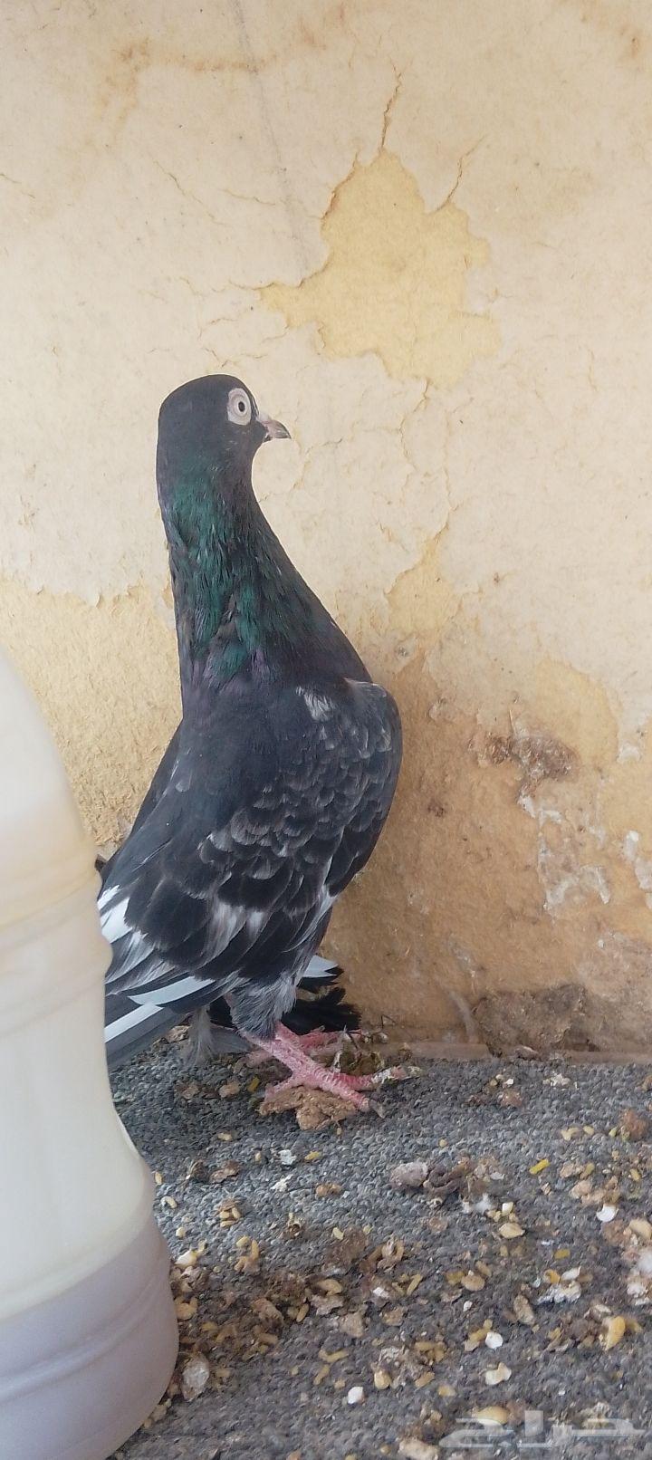 زوج رامبوري بيور64504269561731111