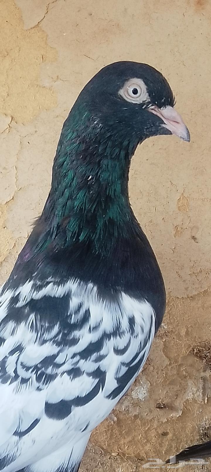 زوج رامبوري بيور64504269561731110