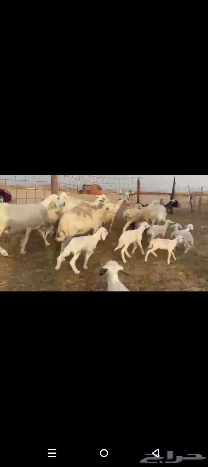 One piece of high-quality Khalafat sheep64504214722563110