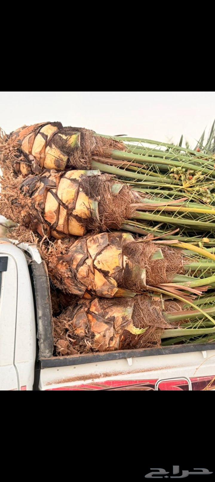 السلام عليكم ورحمة الله وبركاته يتوفر لدينا نخيل مثمر للبيع64508397287937110