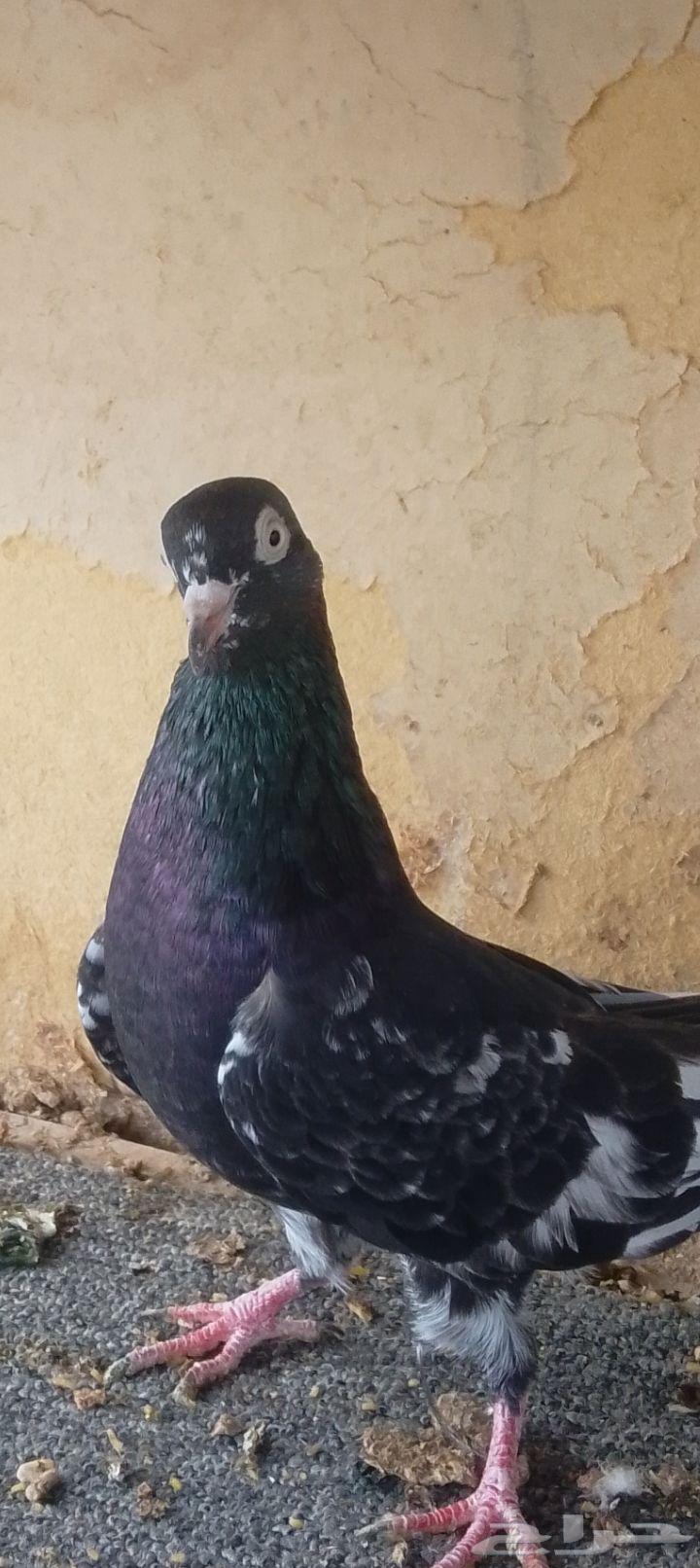 زوج رامبوري بيور64504269561731114