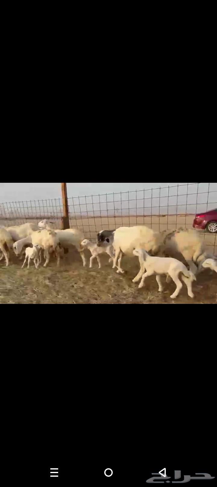 One piece of high-quality Khalafat sheep64504214722563112