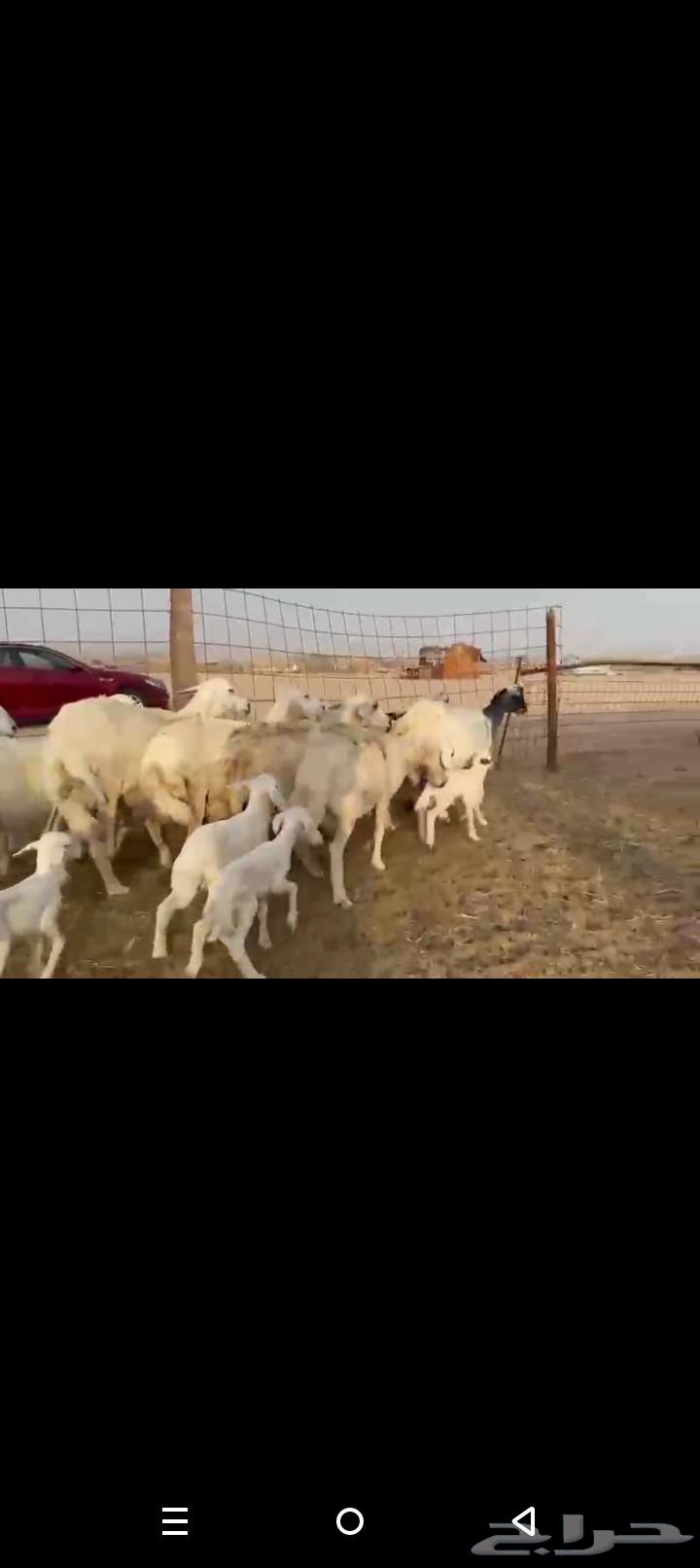 One piece of high-quality Khalafat sheep64504214722563111