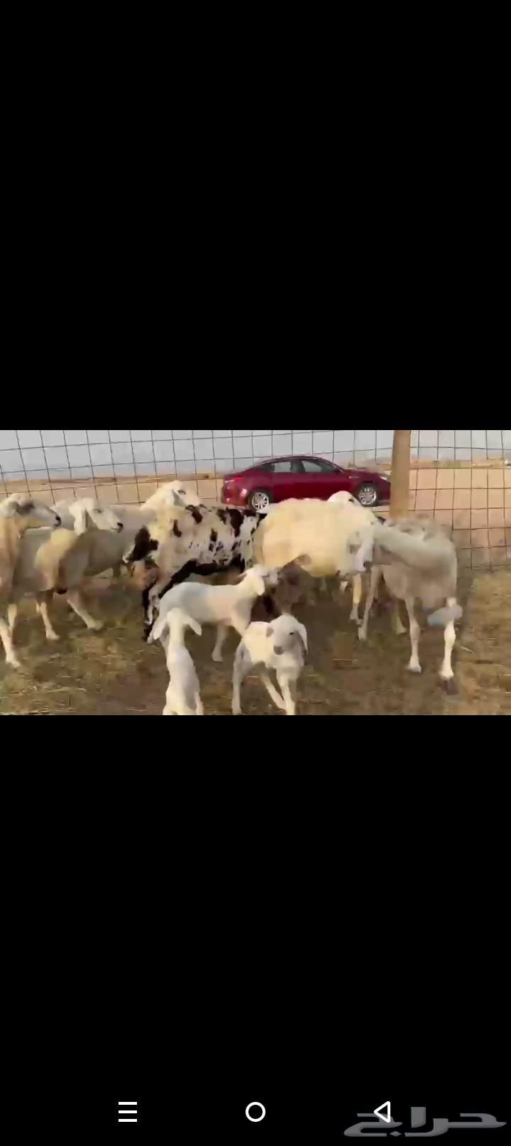 One piece of high-quality Khalafat sheep64504214722563114