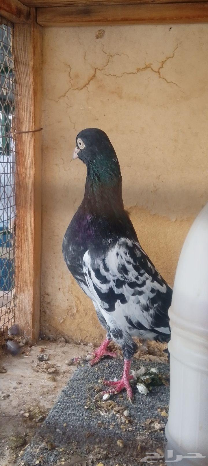 زوج رامبوري بيور64504269561731112