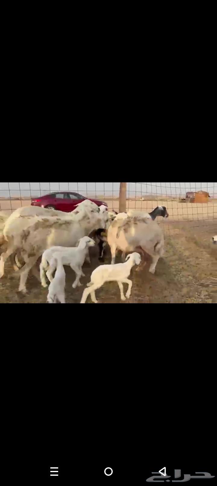 One piece of high-quality Khalafat sheep64504214722563113