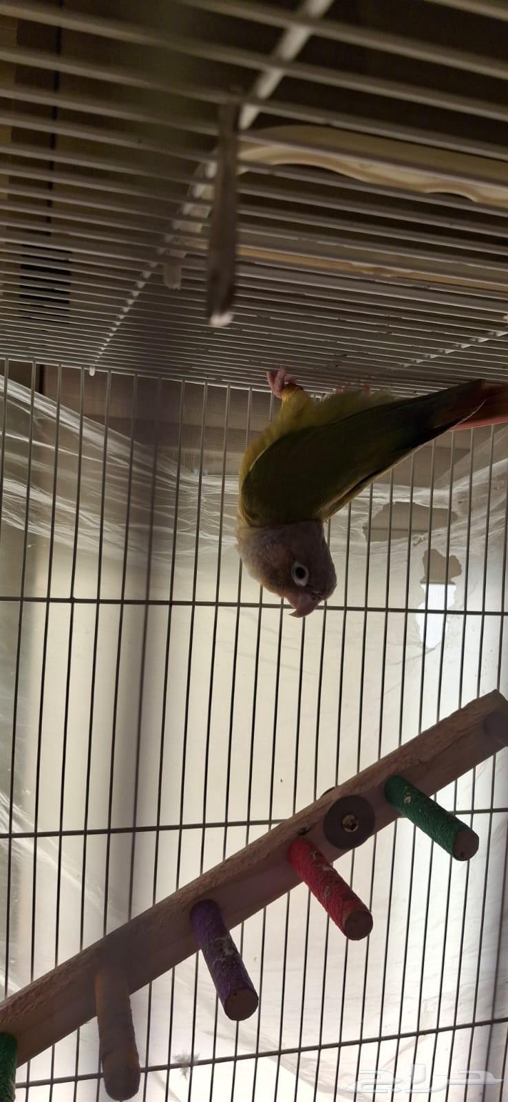 زوج كنيور للبيع64504503697538114