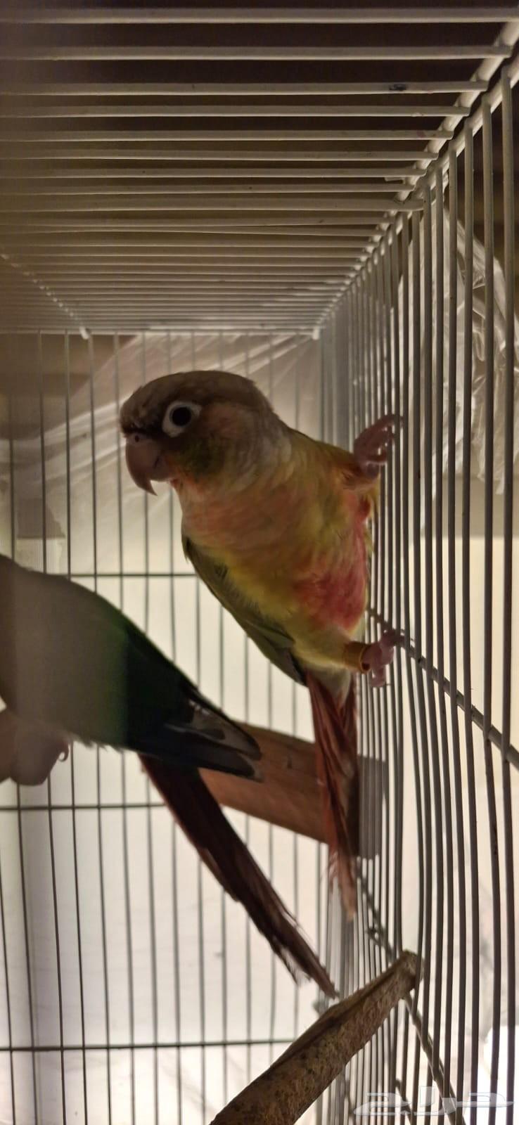 زوج كنيور للبيع64504503697538111