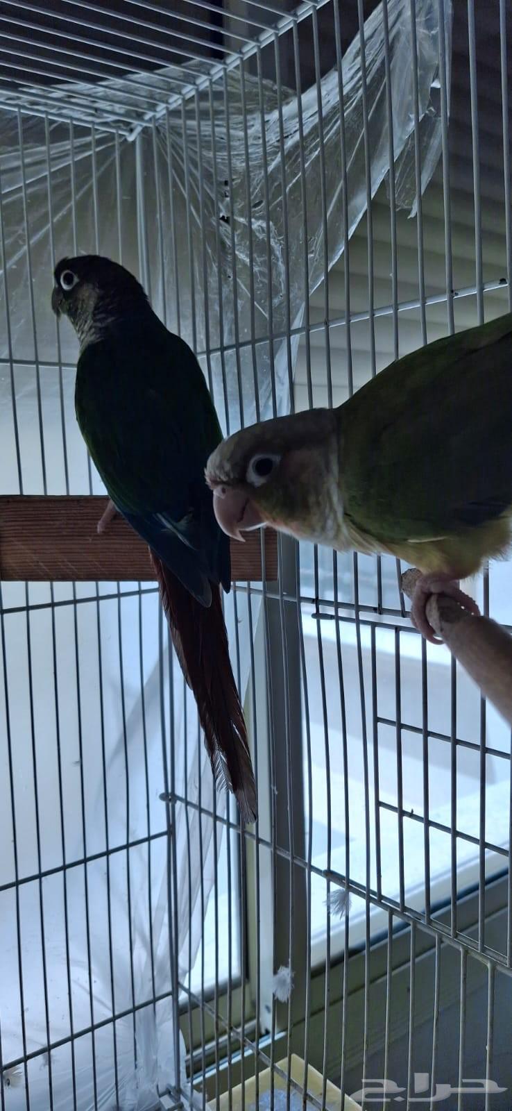 زوج كنيور للبيع64504503697538112