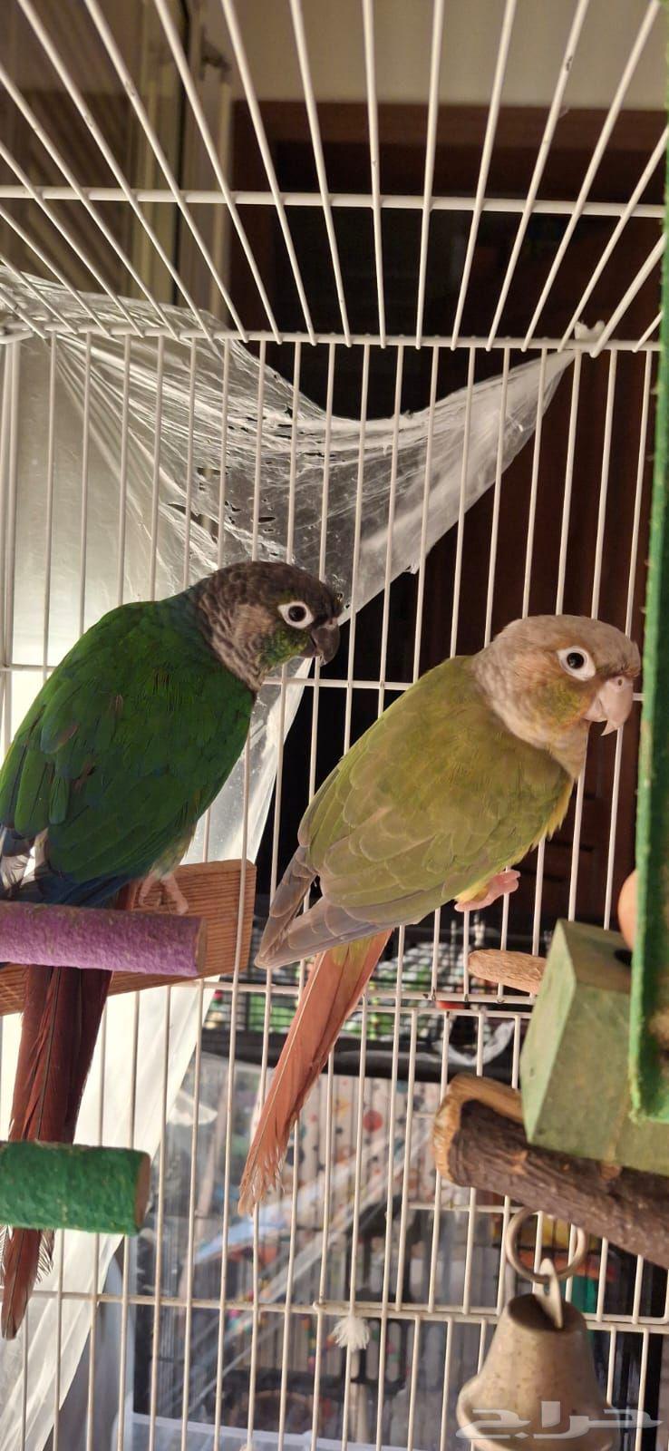 زوج كنيور للبيع64504503697538110