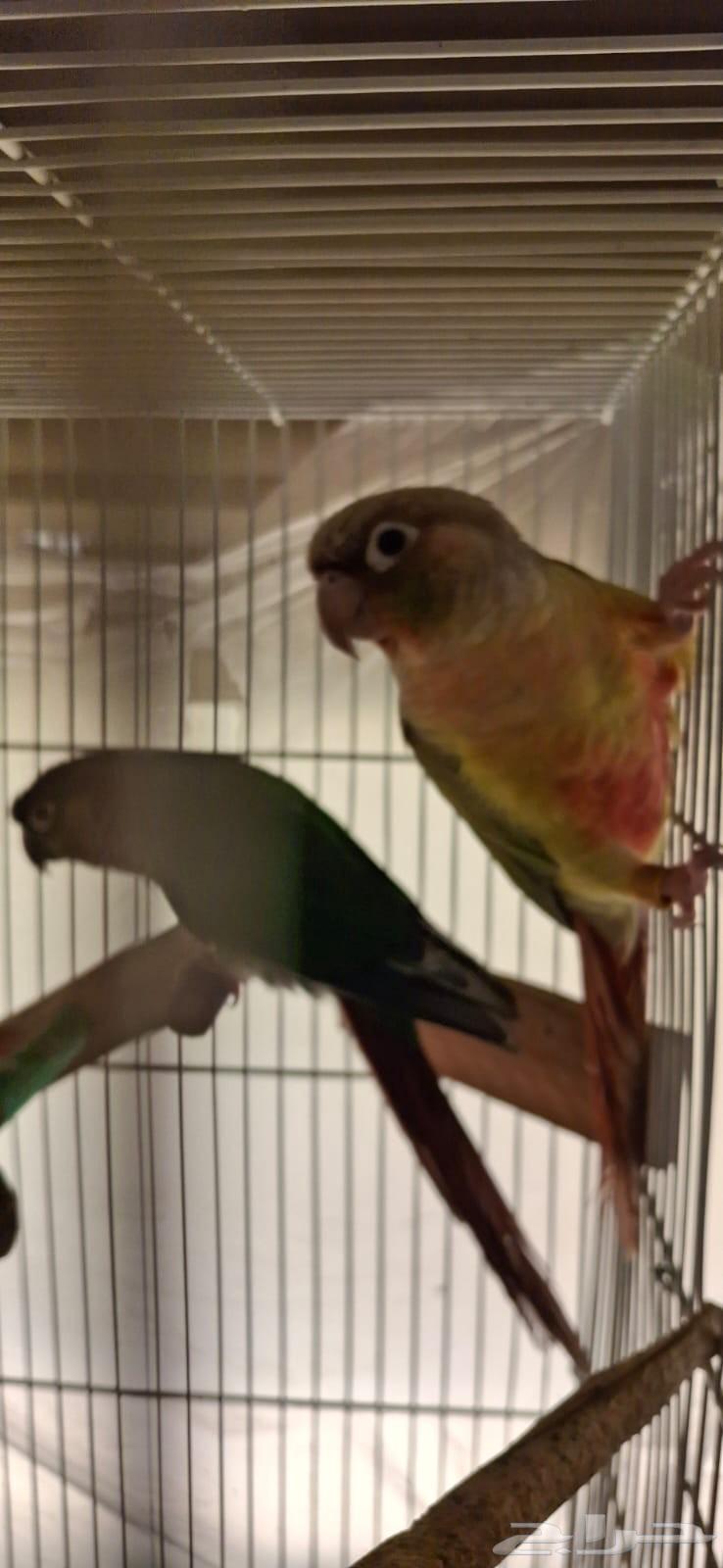 زوج كنيور للبيع64504503697538113