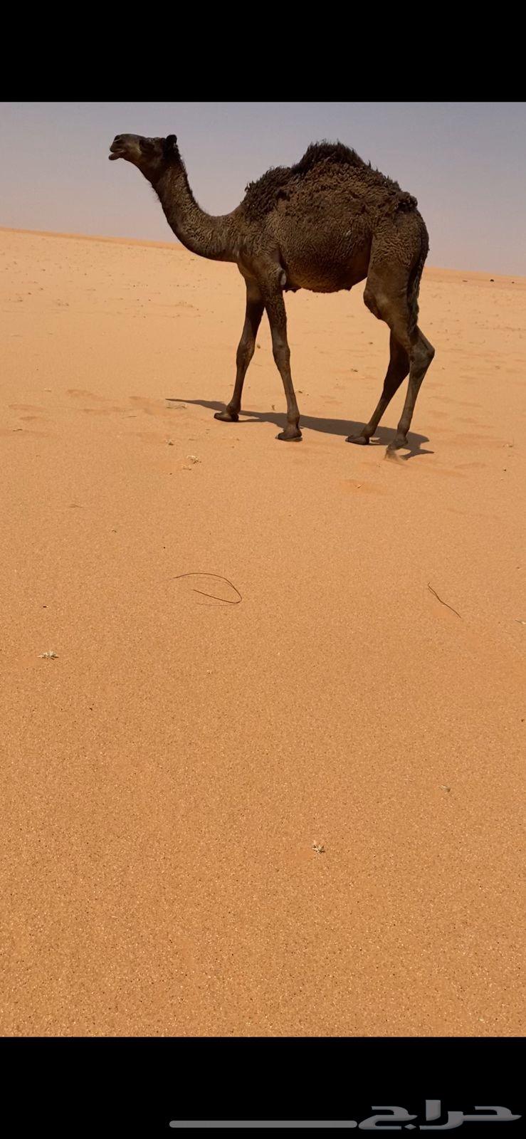 للبيع حواره بكره طيبه وفل شحم الموقع ضواحي رماح64506858198274110