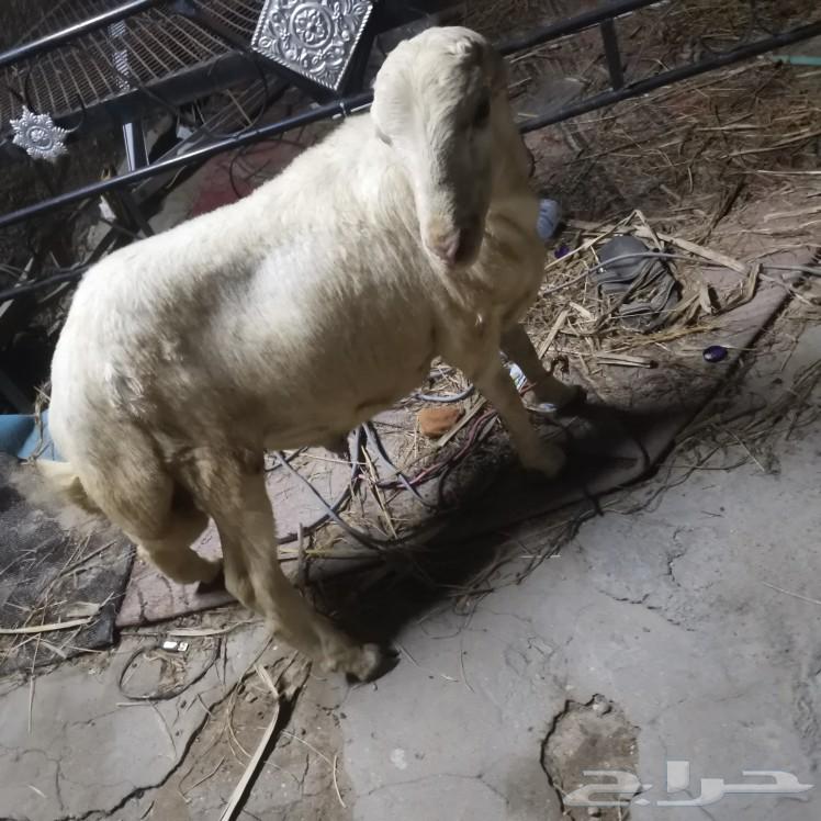 فرير للبيع تم البيع خارج حراج64509208231425110