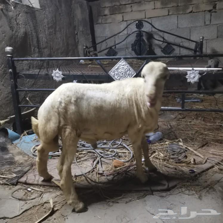 فرير للبيع تم البيع خارج حراج64509208231425111