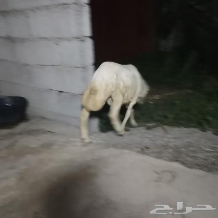 فرير للبيع تم البيع خارج حراج64509208231425113