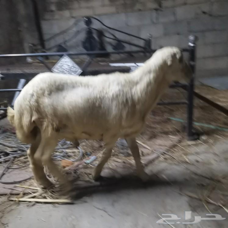 فرير للبيع تم البيع خارج حراج64509208231425112