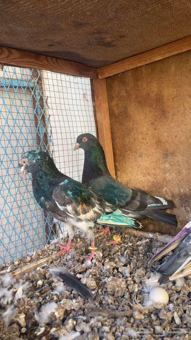 Pakistani bath for sale, two compartments with blood, five and one compartment64507501331201112