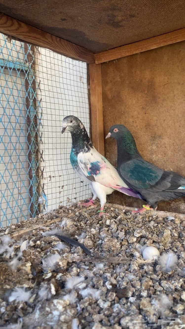 Pakistani bath for sale, two compartments with blood, five and one compartment64507501331201110