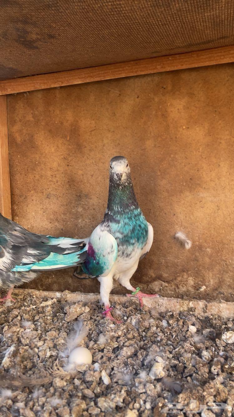 Pakistani bath for sale, two compartments with blood, five and one compartment64507501331201113