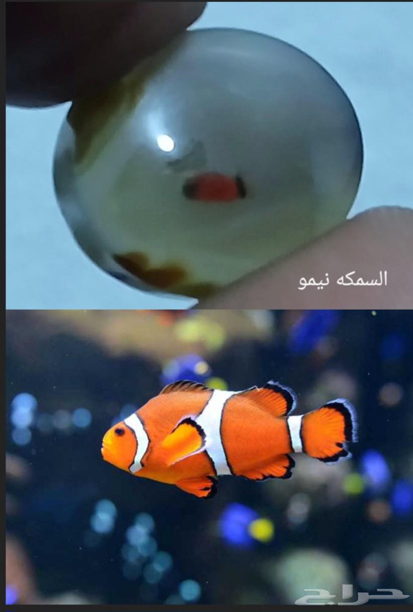 فصوص للبيع64432564441091114