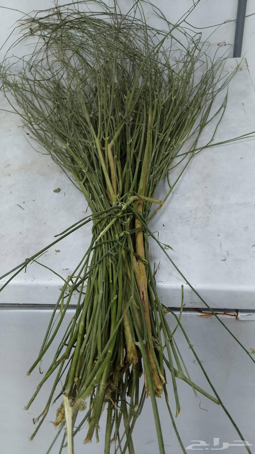 مرخ سلع للبيع من الجنوب مشروط طازج دفع عند الاستلام64506006999553112