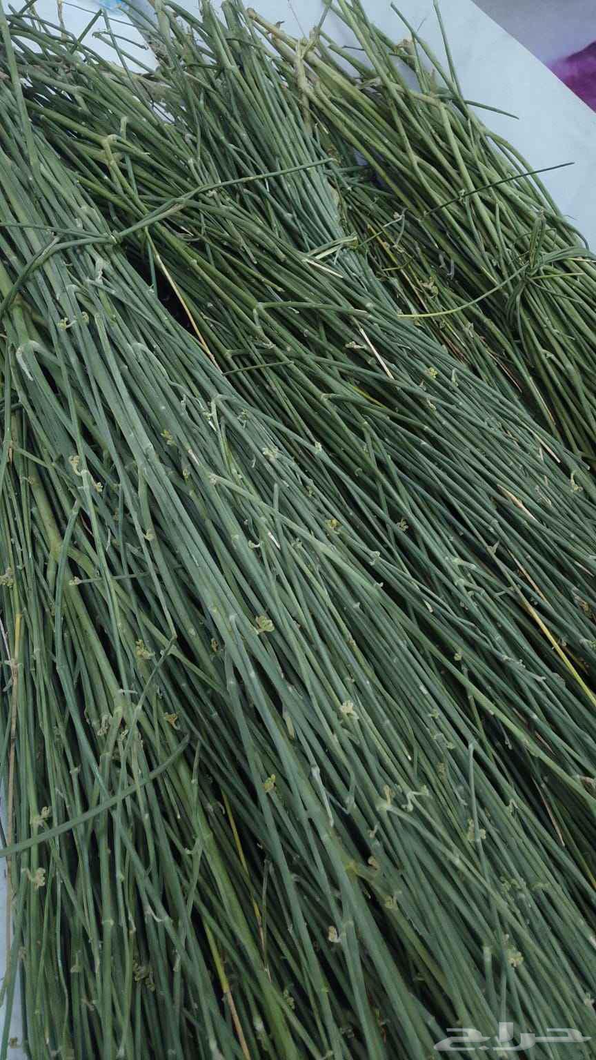 مرخ سلع للبيع من الجنوب مشروط طازج دفع عند الاستلام64506006999553110