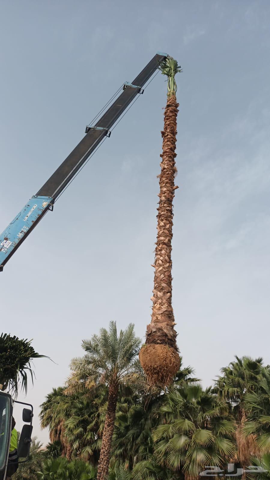 يوجد لدينا نخل واشنطني زينه امريكي بكل المقاسات وبسعار مناسب64504709202690111