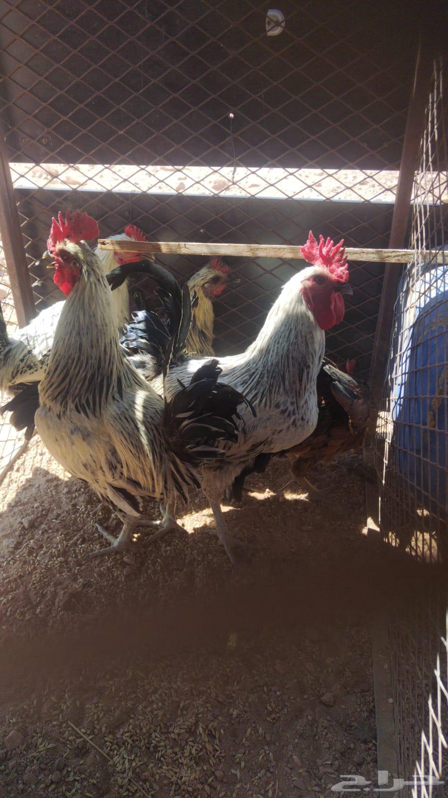 دياكه للبيع البيع كلهن علي 30 العدد 564507109768578110