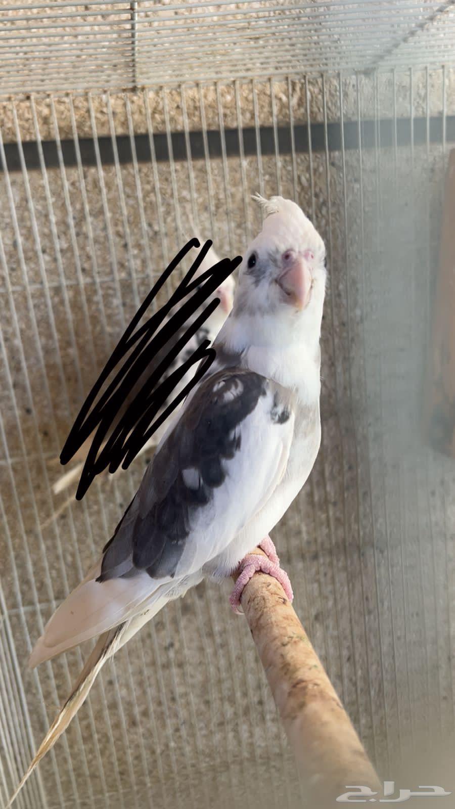 كروان هولندي دكر جاهز للإنتاج واصل 125 في الاعلان السابق64504228312834110