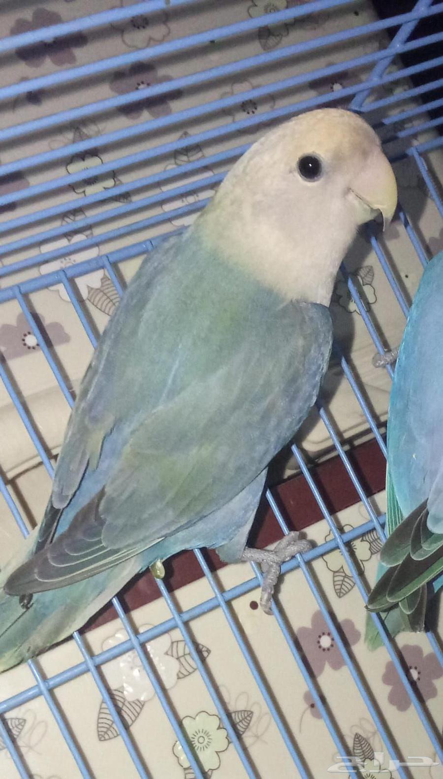 Rooster of the day product64506249522819113