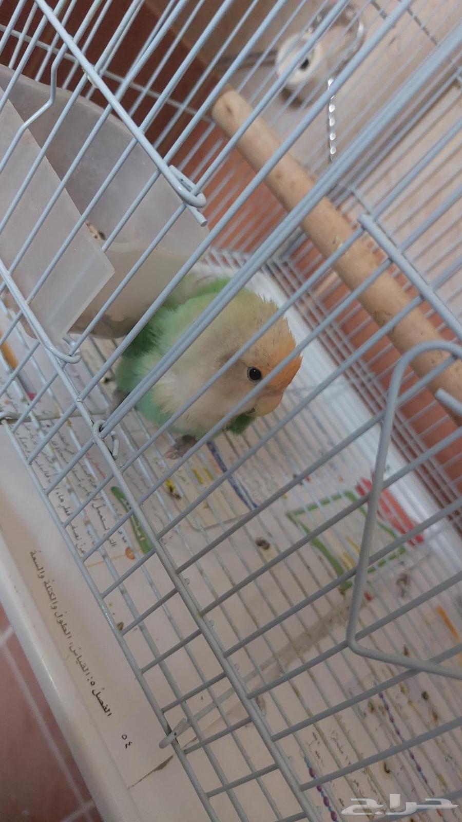 ببغاء روز اليف ((تم البيع )64505937673601112