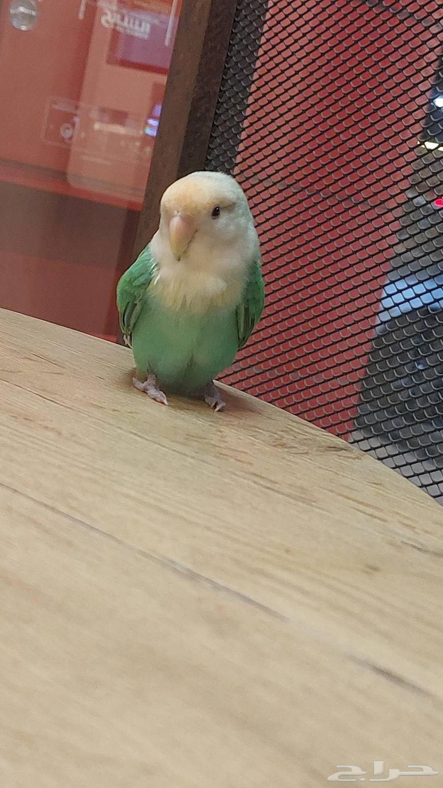 ببغاء روز اليف ((تم البيع )64505937673601113
