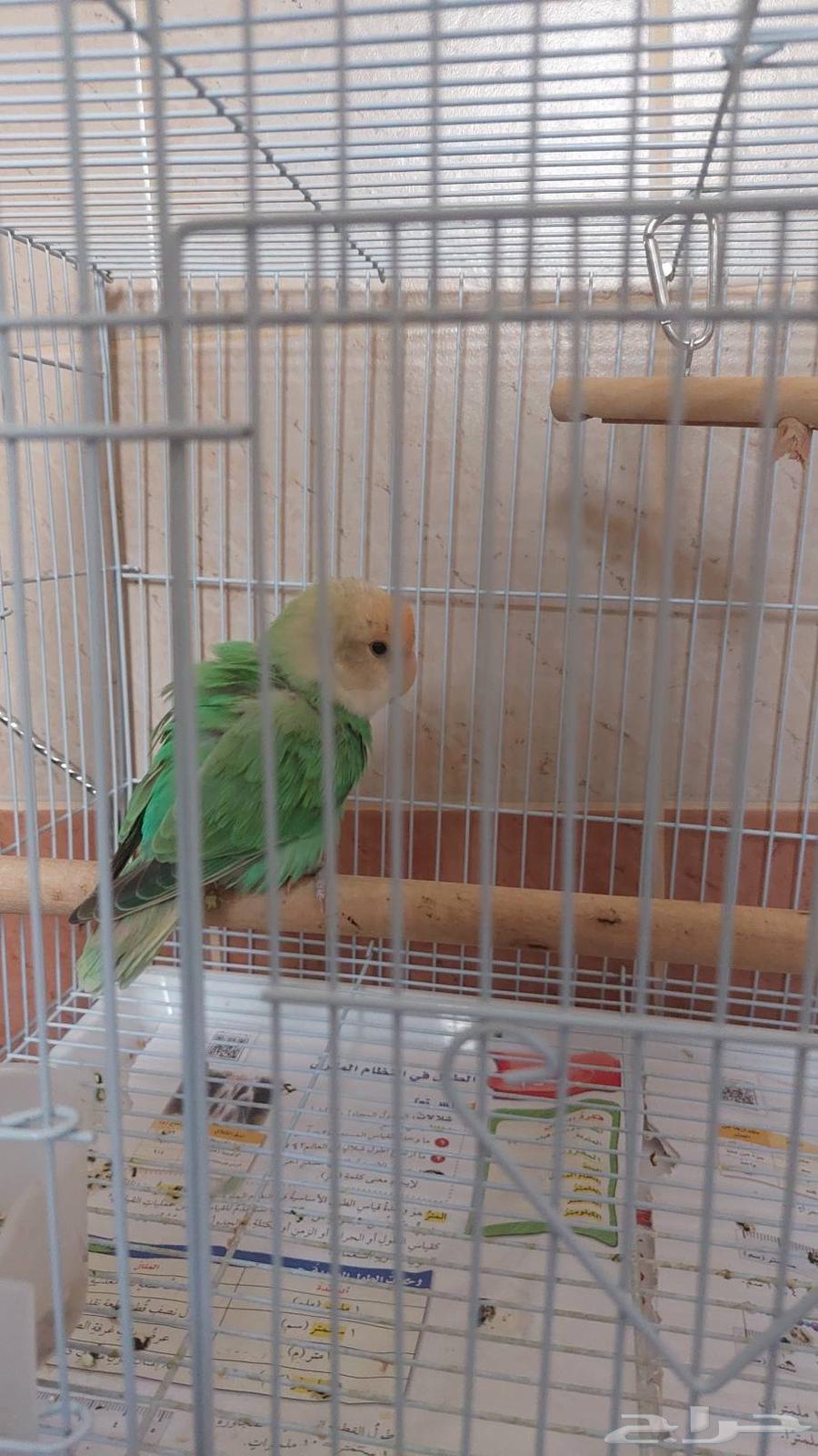 ببغاء روز اليف ((تم البيع )64505937673601111